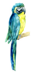 Watercolor parrot, wild exotic bird, zoo, animal hand drawn illustration. Stock illustration for design, decoration, greeting cards, postcards, pattern.