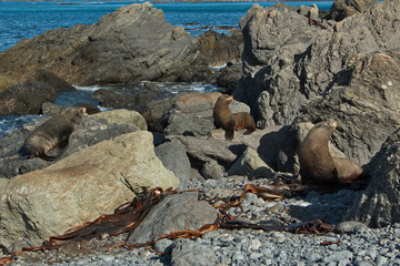 Seal colony on Cape Palliser in Wellington Region on North Island of New Zealand