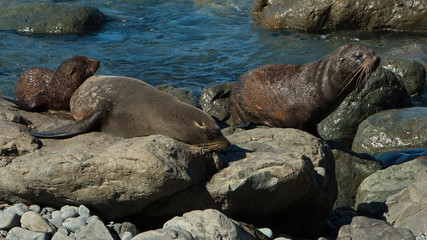 Seal colony on Cape Palliser in Wellington Region on North Island of New Zealand  
