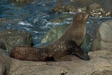 Seal colony on Cape Palliser in Wellington Region on North Island of New Zealand  

