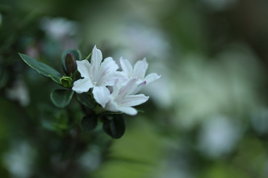 Serissa Images Browse 260 Stock Photos Vectors And Video Adobe Stock