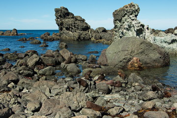 Fototapeta na wymiar Seal colony on Cape Palliser in Wellington Region on North Island of New Zealand 