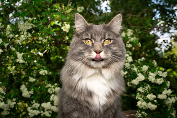 Naklejka na ściany i meble cute blue tabby maine coon cat sticking out tongue outdoors in nature looking at camera