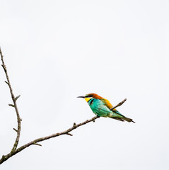 Bee-eater bird sitting on a perch