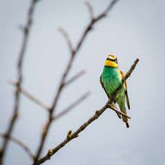 Bee-eater bird sitting on a perch