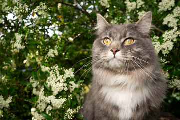 Naklejka na ściany i meble beautiful blue tabby maine coon cat portrait in garden with flowering bush