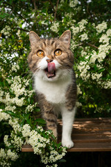 Naklejka na ściany i meble hungry tabby white cat outdoors in the garden licking lips waiting for treats