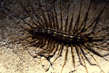 Scolopendrid centipede. Insect close-up.