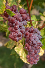 Vitis vinifera, common grape vine. Cluster of sort 'Onyx' ripe red - purple grape berries, close up, selective focus. St. Clara Vineyard (Vinice sv. Kláry) in Prague botanical garden