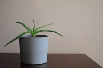 Minimal modern style interior with aloe home plant with empty place for text.