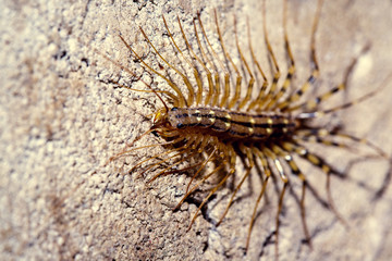 Scolopendrid centipede. Insect close-up.