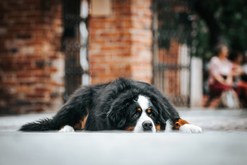 Bernese mountain dog posing outside. Green bernese portrait.