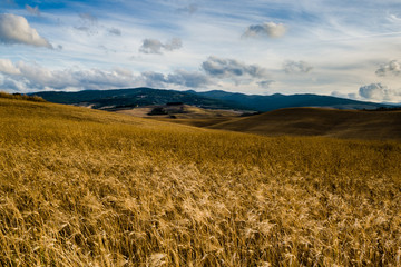 golden wheat field