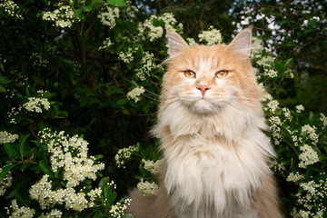 Naklejka na ściany i meble portrait of a cream colored maine coon cat in nature next to flowering tree in spring