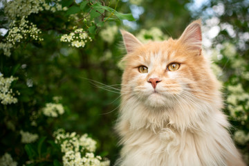 Naklejka na ściany i meble portrait of a cream colored maine coon cat in nature next to flowering tree in spring