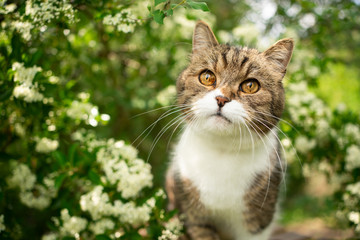 Naklejka na ściany i meble portrait of a beautiful tabby british shorthair cat outdoors in spring under flowering tree with white blossom