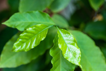 Fototapeta na wymiar Coffee young green leaf on fresh tree.