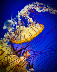 Detailed closeup of jellyfish in deep blue water