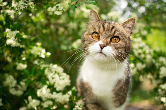 portrait of a beautiful tabby british shorthair cat outdoors in spring under flowering tree with white blossom