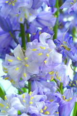 Close-up of bluebell Hyacinthoides flowers