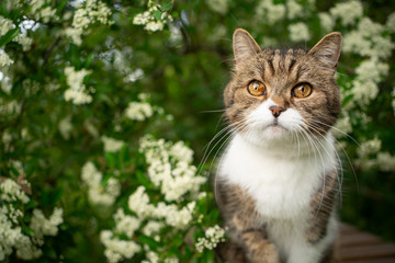 Fototapeta na wymiar portrait of a beautiful tabby white british shorthair cat under a blossoming tree outdoors in springtime