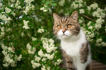 Naklejka na ściany i meble portrait of a beautiful tabby white british shorthair cat under a blossoming tree outdoors in springtime