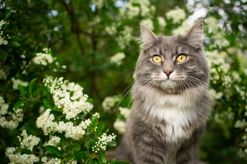 blue tabby cat under a blossoming tree outdoors in the nature in springtime