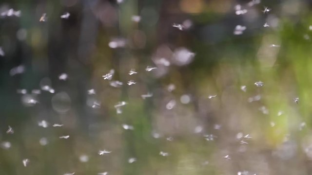 Group of flyng mosquitos in air during sunny day in summer,static in focus
