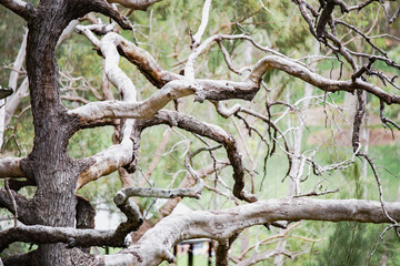 Naturaleza en Australia