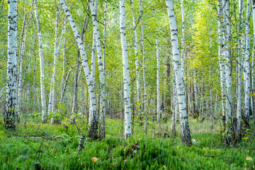 Russian birch forest