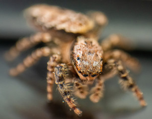 Marpissa muscosa - Jumping spider from Palearctic realm