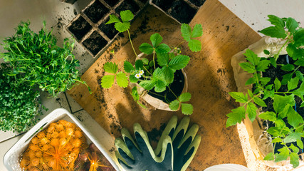 Potted seedlings growing in biodegradable peat moss pots with sunny lights