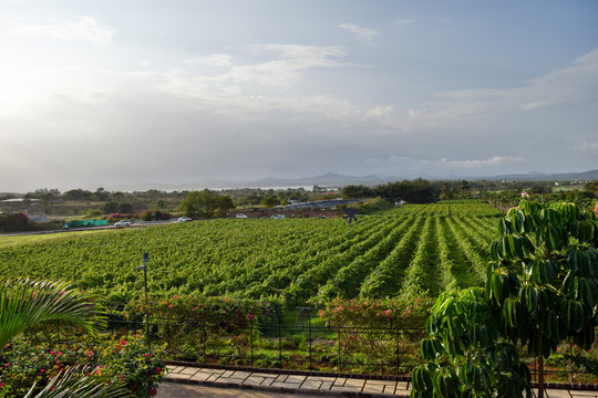 Vineyards of Nashik in India