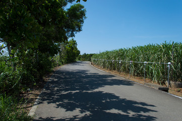 サトウキビ畑の側の木陰のある道