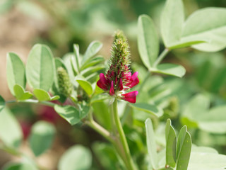 (Hedysarum coronarium) Sainfoin espagnol ou H&eacute;dysarum &agrave; bouquets aux fleurs pyramidales rouge bordeaux, plante fourrag&egrave;re et ornementale
