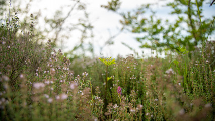 
Close up on lush wild nature: shrubs, herbs, flowers, aromatic plants