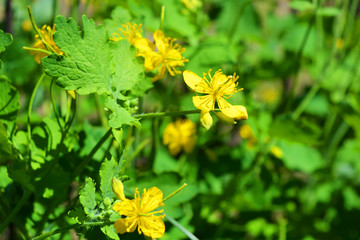 Fototapeta na wymiar Gorgeous chelidonium forest, yellow celandine flowers growing in the courtyard of the house.