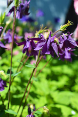 Romantic, delicate violet flowers of aquilegia growing in the drore of the house. Fantastic flowering plants, granny's bonnet, columbine with leaves illuminated by the bright rays of the May sun.