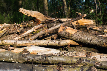 Fototapeta na wymiar Tree logs lying on the ground in forest