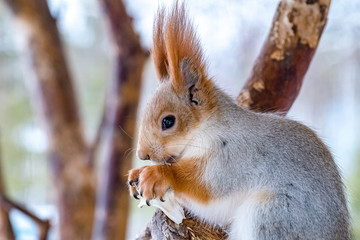 Naklejka na ściany i meble squirrel eating pine nuts