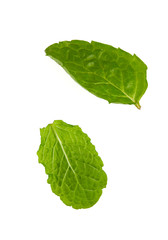 fresh mint leafs isoalted on white background