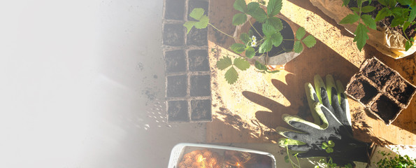 Potted seedlings growing in biodegradable peat moss pots with sunny lights