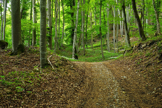 Waldweg mit Baerlauch gesaeumt