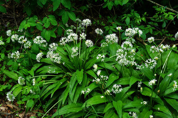 Baerlauch im Laubwald
