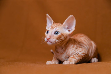 Cornish Rex kitten red on a brown background