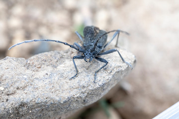 Petit capricorne