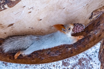 squirrel eating pine nuts
