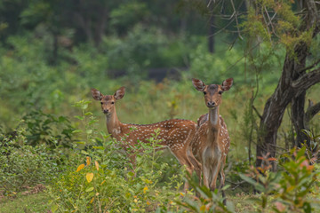 young deer in the wild