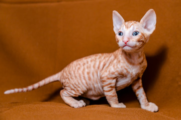 Cornish Rex kitten is red on a brown background.