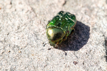 Cétoine dorée